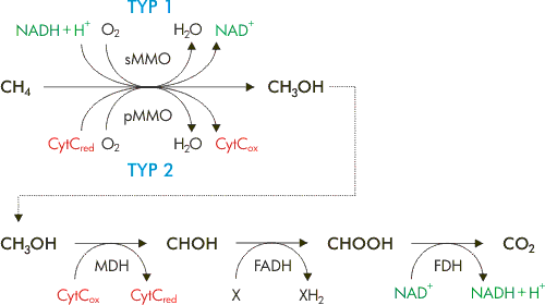 Bakteriell omvandling av metan till koldioxid